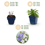 Green boutiQ - Stauden - Campanula persicifolia Duo - Pfirsichblättrige Glockenblume - Bienen- und Schmetterlingsmagnet - Blau - Weiß - 12 Pflanzen - Topf 11cm - Höhe 15-25cm