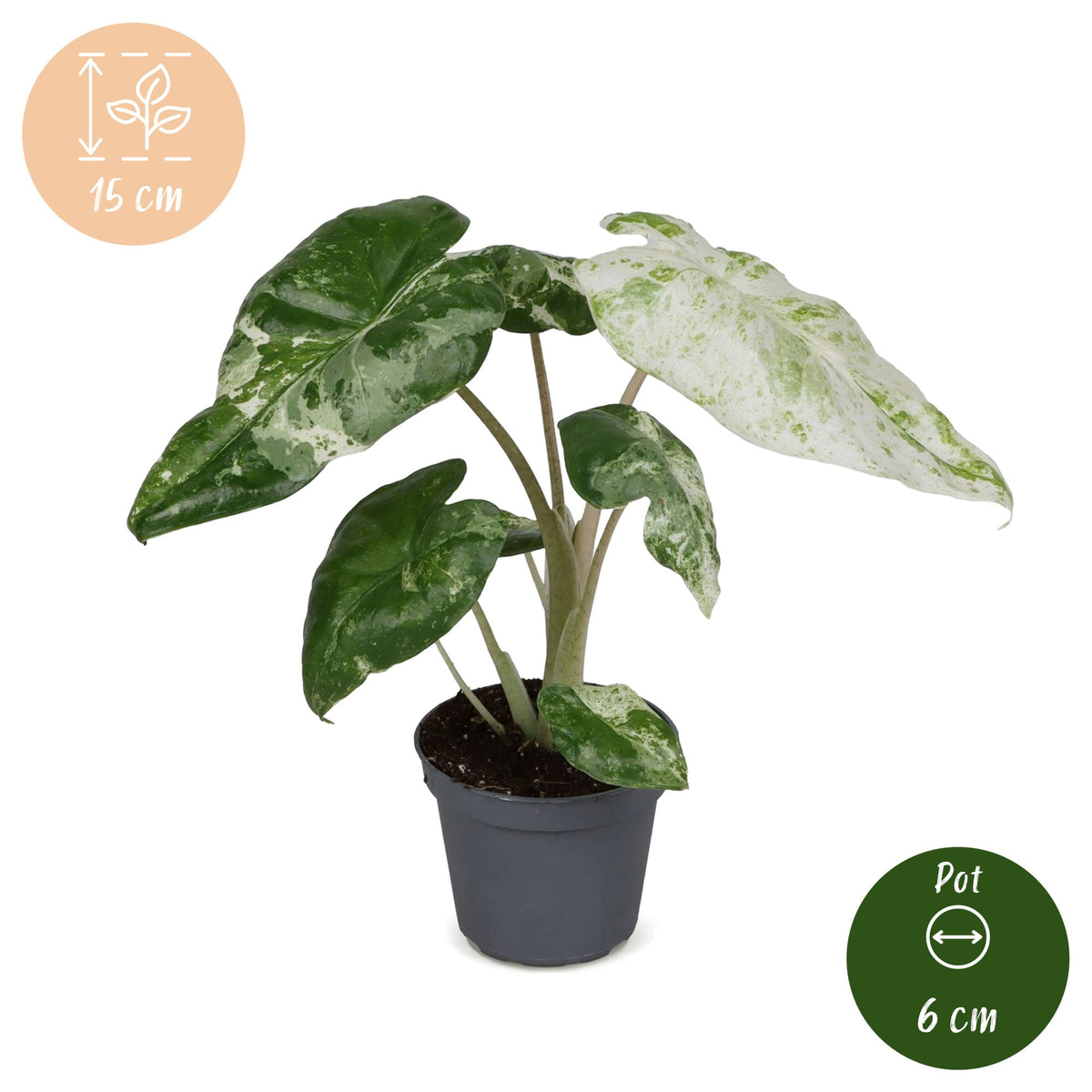 Alocasia Odora Variegata - Variegated Night-Scented Lily - Green - Variegata - Tropical - Ø6cm - ↕15cm
