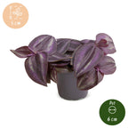 Tradescantia Purple Joy - Spiderwort Purple Joy - Purple - Pink - Tropical - Ø6cm - ↕5cm