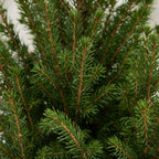 2x Picea glauca Conica - Dwarf Alberta Spruce - Green - Christmas tree - incl. jute bag - Ø17cm - ↕65cm