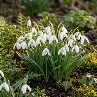 50x Galanthus Elwesii - Grote sneeuwklokje - Wit - Voorjaarsbloeier - Bolmaat 5/6