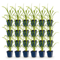 Green boutiQ - Vasteplant - Hemerocallis Summer Wine - Daglelie - Bijen en Vlinderlokkers - Paars - 24 Planten - Pot 11cm - Hoogte 15-25cm