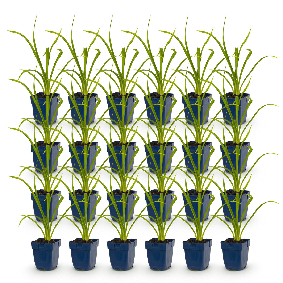 Green boutiQ - Plante vivace - Hemerocallis Summer Wine - Hémérocalle - Attire les abeilles et les papillons - Violet - 24 plantes - Pot 11 cm - Hauteur 15-25 cm