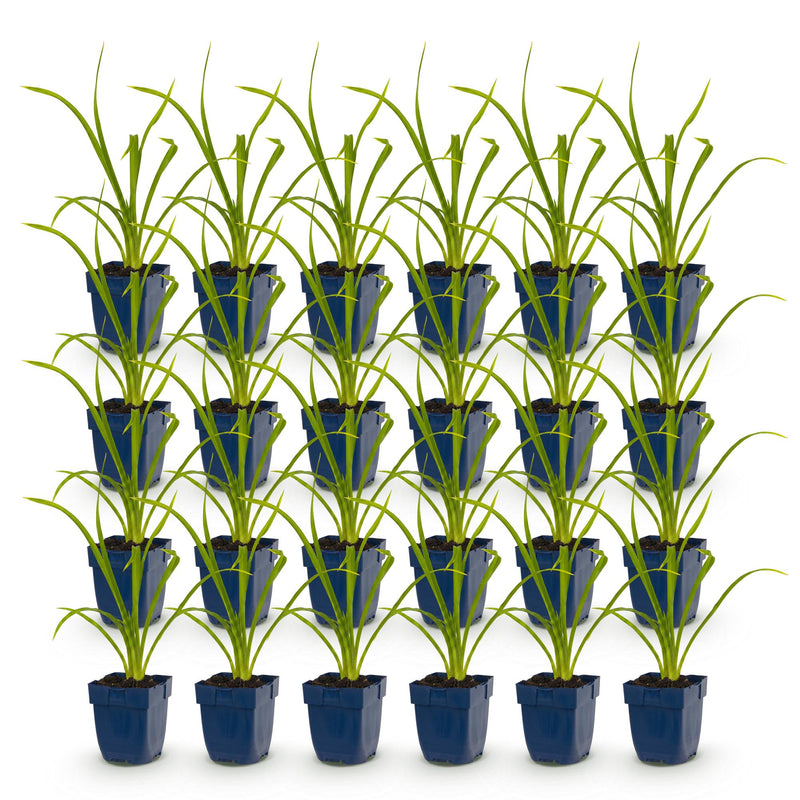 Green boutiQ - Vasteplant - Hemerocallis Summer Wine - Daglelie - Bijen en Vlinderlokkers - Paars - 24 Planten - Pot 11cm - Hoogte 15-25cm
