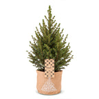 Picea glauca Conica - Dwarf Alberta Spruce - Green - Christmas tree - incl. jute bag - Ø17cm - ↕65cm