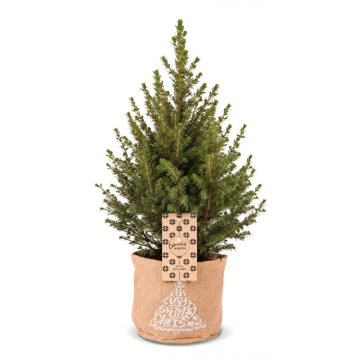 Picea glauca Conica - Dwarf Alberta Spruce - Green - Christmas tree - incl. jute bag - Ø17cm - ↕65cm