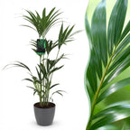 Green boutiQ - Plante d'intérieur - Howea Forsteriana - Kentia Palm - Peu d'entretien - Vert - 1 Plante - avec Pot Gris - Pot 21cm - Hauteur 120-130cm