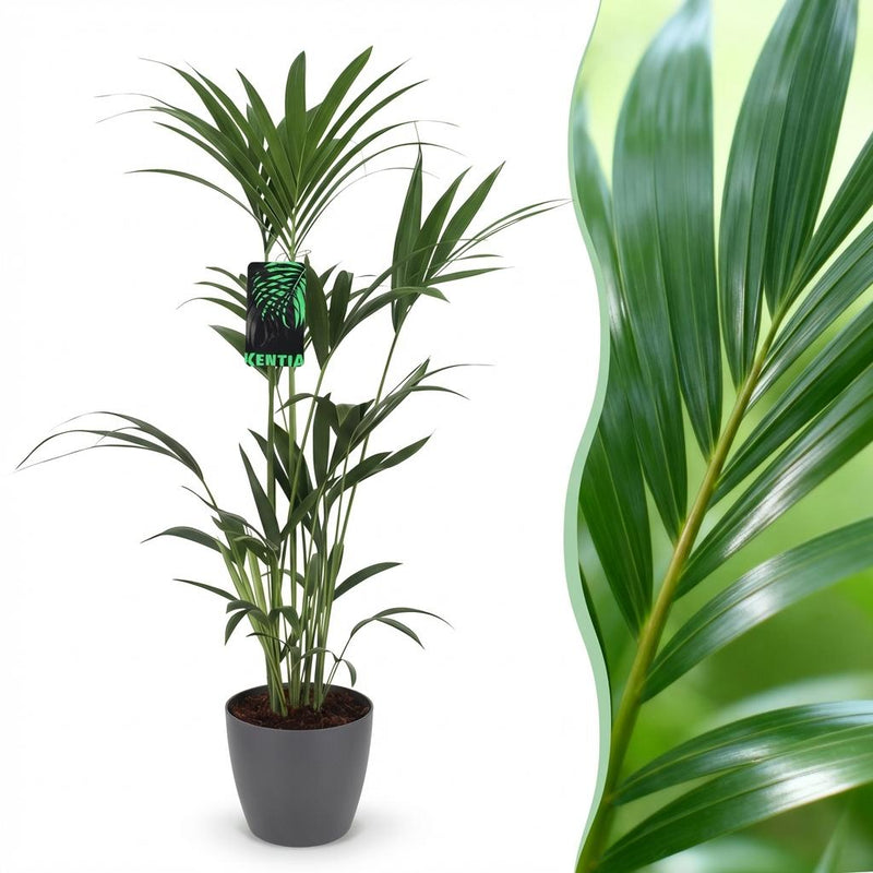Green boutiQ - Kamerplant - Howea Forsteriana - Kentia Palm - Weinig Onderhoud - Groen - 1 Plant - met Potter Grijs - Pot 21cm - Hoogte 120-130cm