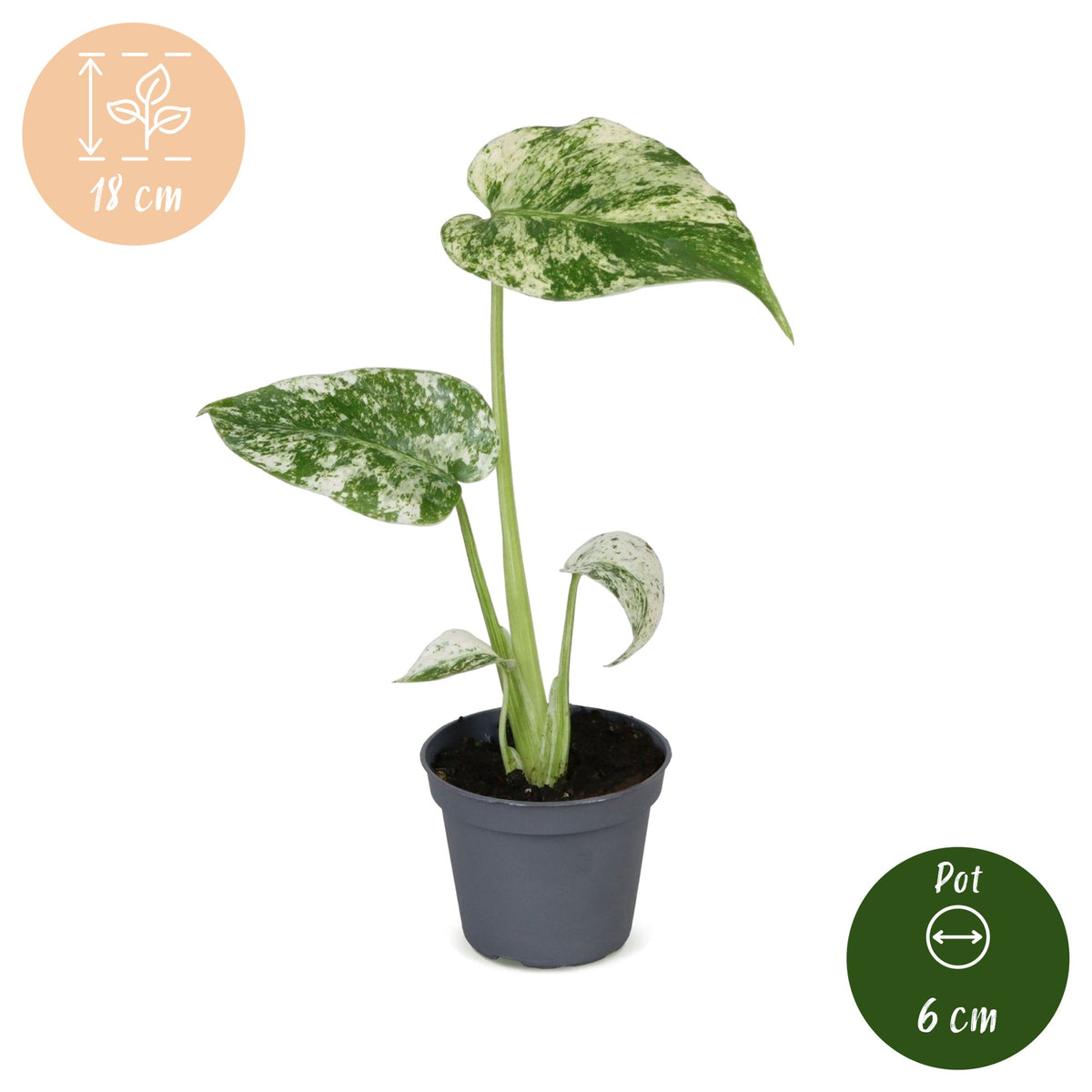 Monstera Deliciosa Mint Variegated - Mint Variegated Swiss Cheese Plant - Green - Variegata - Tropical - Ø6cm - ↕18cm