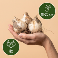 8x Allium Pinball Wizard - Sierui Tovenaarsknikker - Paars - Zomerbloeier - Bolmaat 18/20