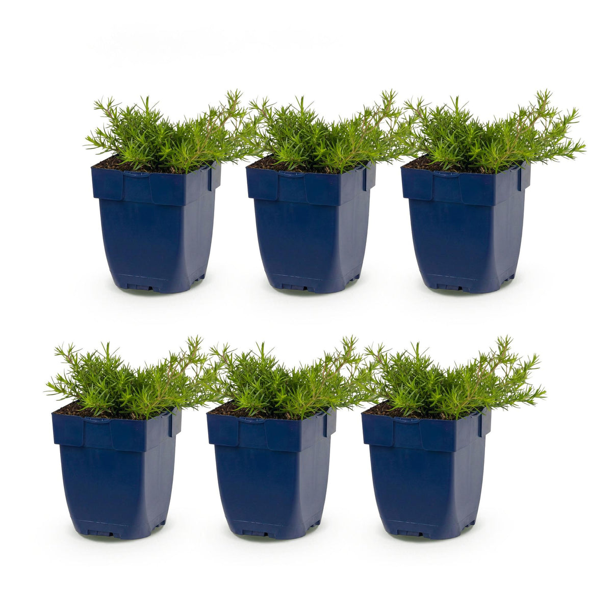 Green boutiQ - Stauden - Phlox MacDaniel's Cushion - Flammenblume - Bodendeckend - Dunkelrosa - 6 Pflanzen - Topf 11cm - Höhe 15-25cm
