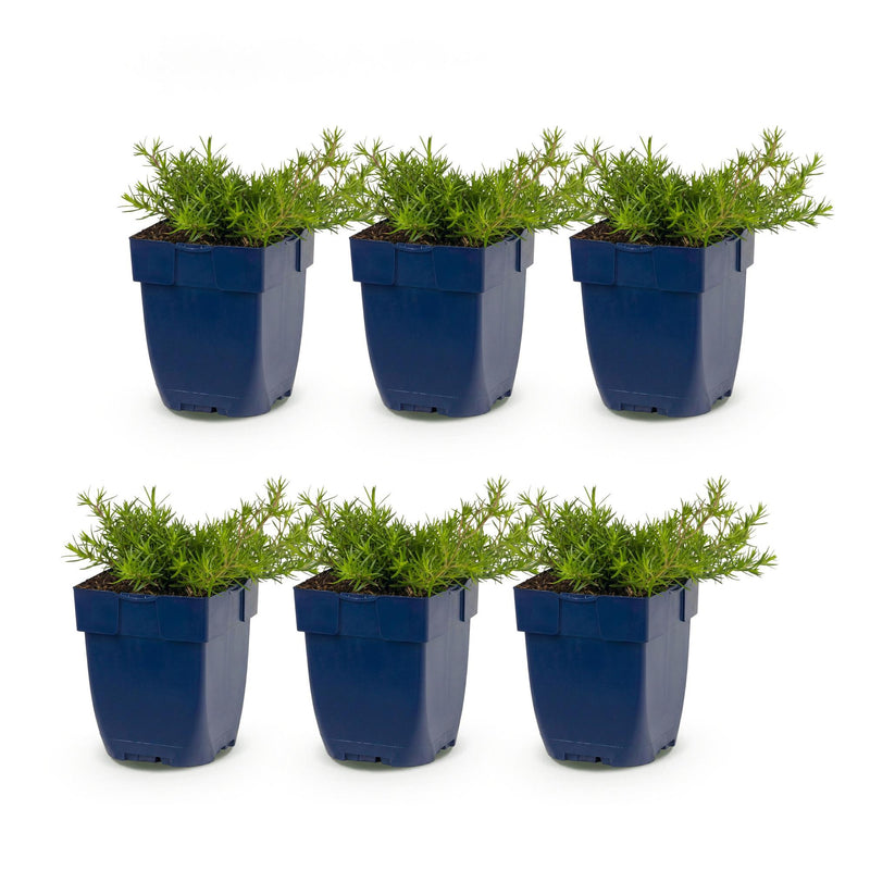 Green boutiQ - Vasteplant - Phlox MacDaniel's Cushion - Vlambloem - Bodembedekkend - Donker Roze - 6 Planten - Pot 11cm - Hoogte 15-25cm
