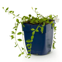 Vasteplant - Vinca minor Alba - Maagdenpalm - Bodembedekkend - Wit - 1 Plant - Pot 11cm - Hoogte 15-25cm