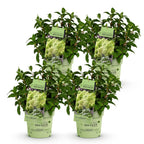 Green boutiQ - Gartenpflanze - Hydrangea paniculata Groundbreaker Greeny - Rispenhortensie - Winterhart - Creme - 4 Pflanzen - Topf 14cm - Höhe 20-25cm