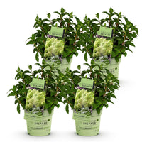 Green boutiQ - Tuinplant - Hydrangea panniculata Groundbreaker Greeny - Pluimhortensia - Winterhard - Creme - 4 Planten - Pot 14cm -Hoogte 20-25cm