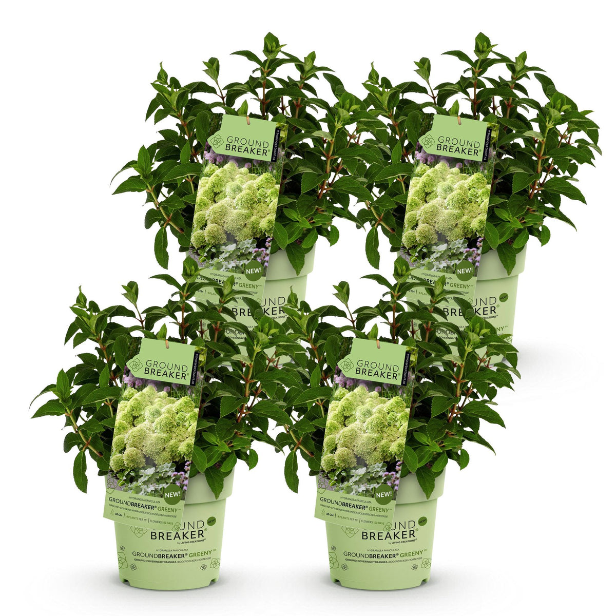 Green boutiQ - Tuinplant - Hydrangea panniculata Groundbreaker Greeny - Pluimhortensia - Winterhard - Creme - 4 Planten - Pot 14cm -Hoogte 20-25cm