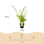 Green boutiQ - Plante de terrasse - Érable du Japon - Acer palmatum Summergold - Jaune - 1 plante - Caduc - Pot 19 cm, hauteur 70 cm