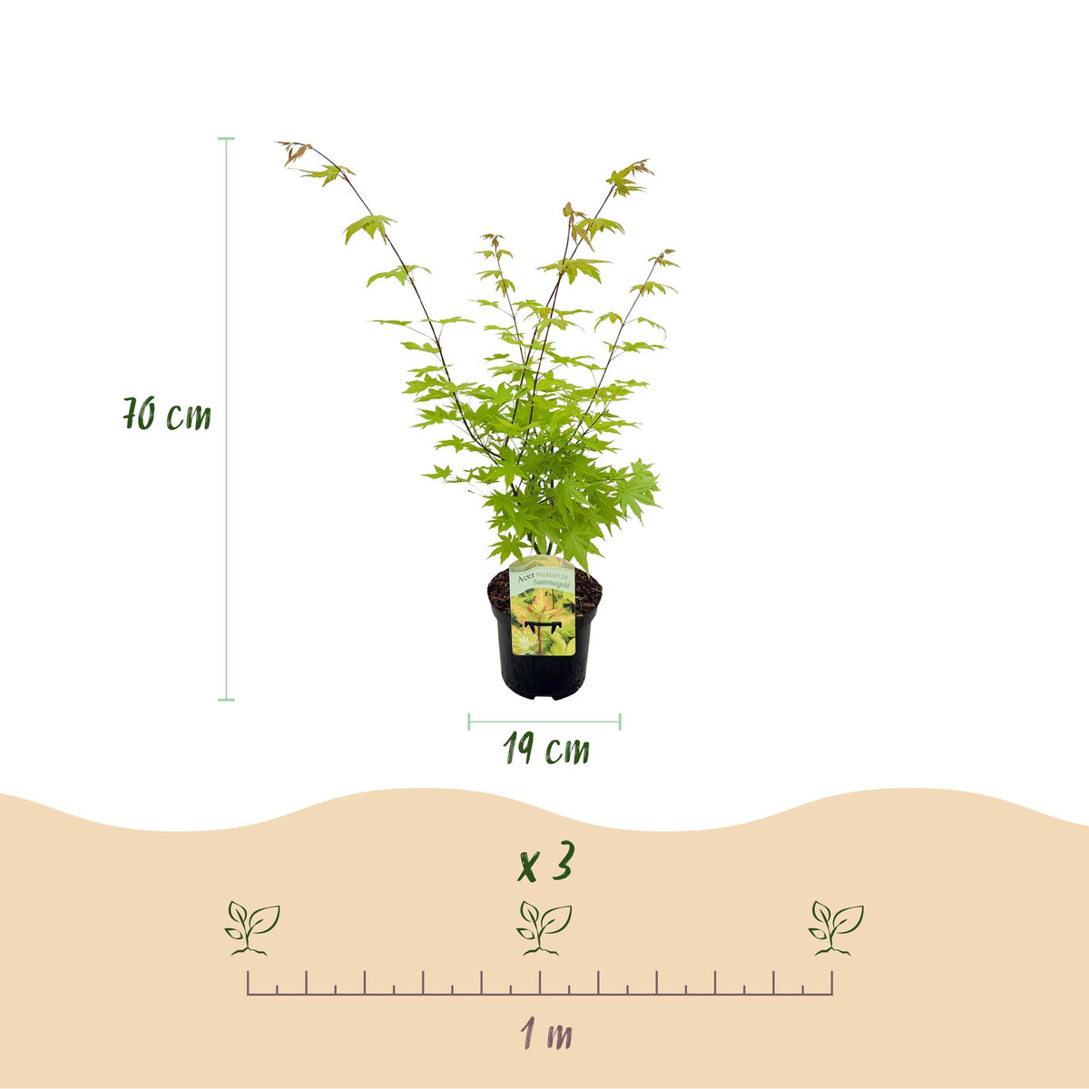 Green boutiQ - Plante de terrasse - Érable du Japon - Acer palmatum Summergold - Jaune - 1 plante - Caduc - Pot 19 cm, hauteur 70 cm