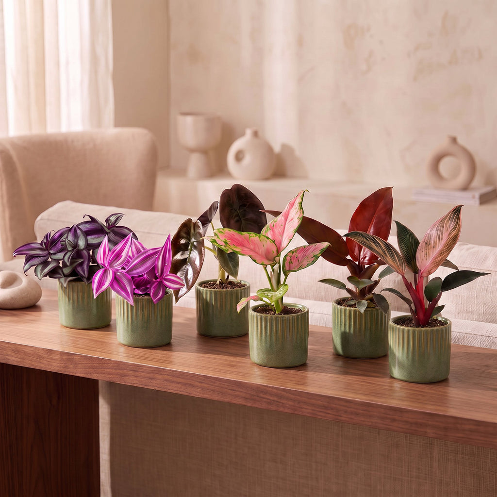 6x Baby Paradise Mix - Various colours - Tropical - incl. Linnea Olive - Ø6cm - ↕10-15cm