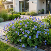 Green boutiQ - Vasteplant - Geranium Johnson's Blue - Ooievaarsbek - Bodembedekkend - Blauw - 6 Planten - Pot 11cm - Hoogte 15-25cm