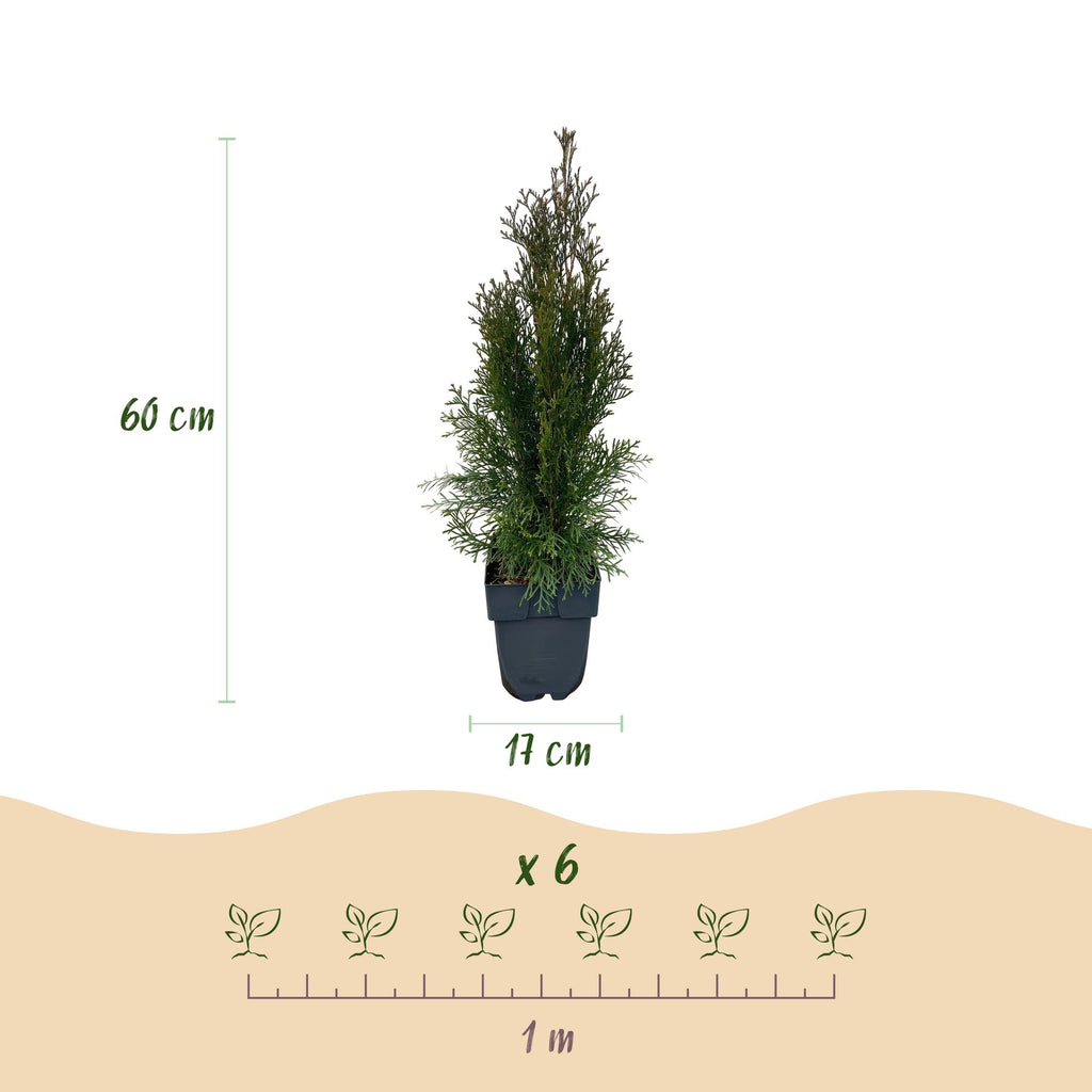 Green boutiQ - Haies - Thuja occidentalis Smaragd - feuillage vert - 6 plantes - 1 mètre linéaire - persistant - pot 17cm hauteur 60cm