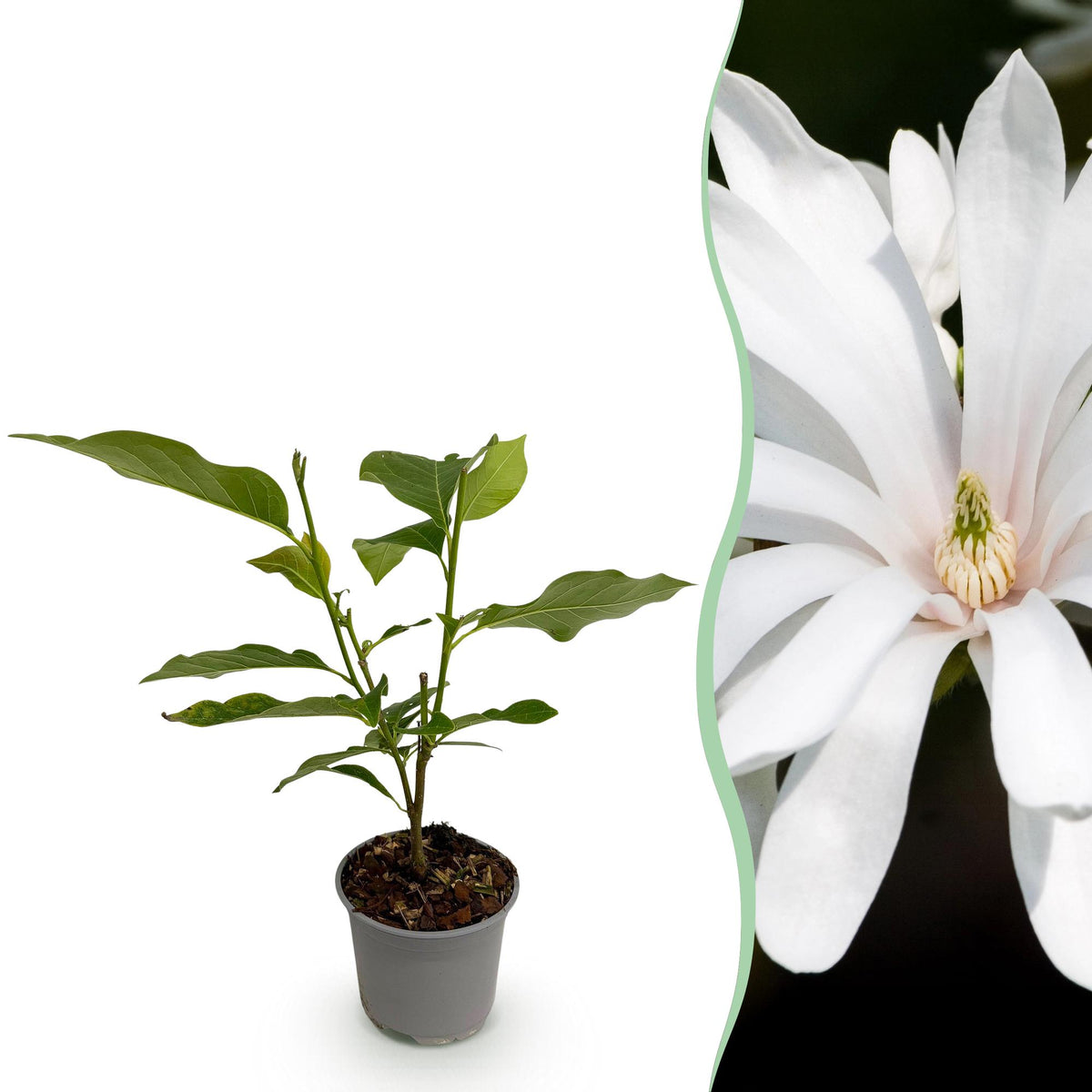 Green boutiQ - Plante de jardin - Magnolia stellata Royal Star - Fleur blanche - 1 plante - Caduc - Peu d'entretien - Pot 12cm Hauteur 30cm