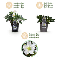 Green boutiQ - Tuinplant - Kerstroos - Helleborus Christmas Carol  - Witte Bloem -2 Planten - Groenblijvend - Pot 10,5cm Hoogte 25cm