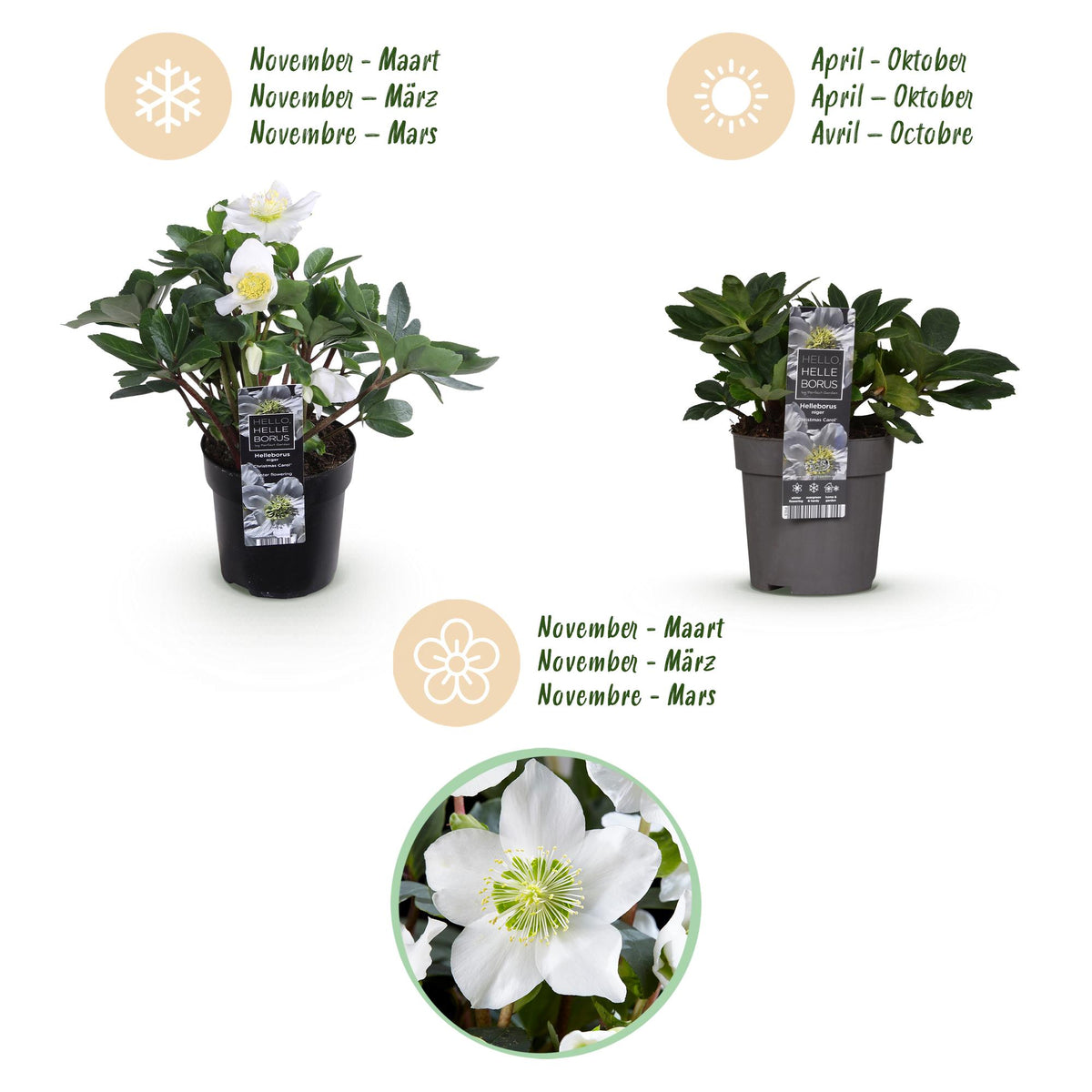 Green boutiQ - Plante de jardin - Rose de Noël - Hellébore Christmas Carol - Fleur Blanche - 2 Plantes - Persistantes - Pot 10,5cm Hauteur 25cm