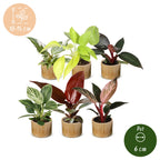 6x Baby Philodendron Family - White - Pink - Yellow - Green - Red - Tropical - incl. Linnea Honey - Ø6cm - ↕10-15cm