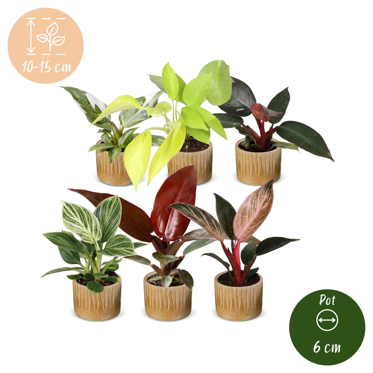 6x Baby Philodendron Family - White - Pink - Yellow - Green - Red - Tropical - incl. Linnea Honey - Ø6cm - ↕10-15cm