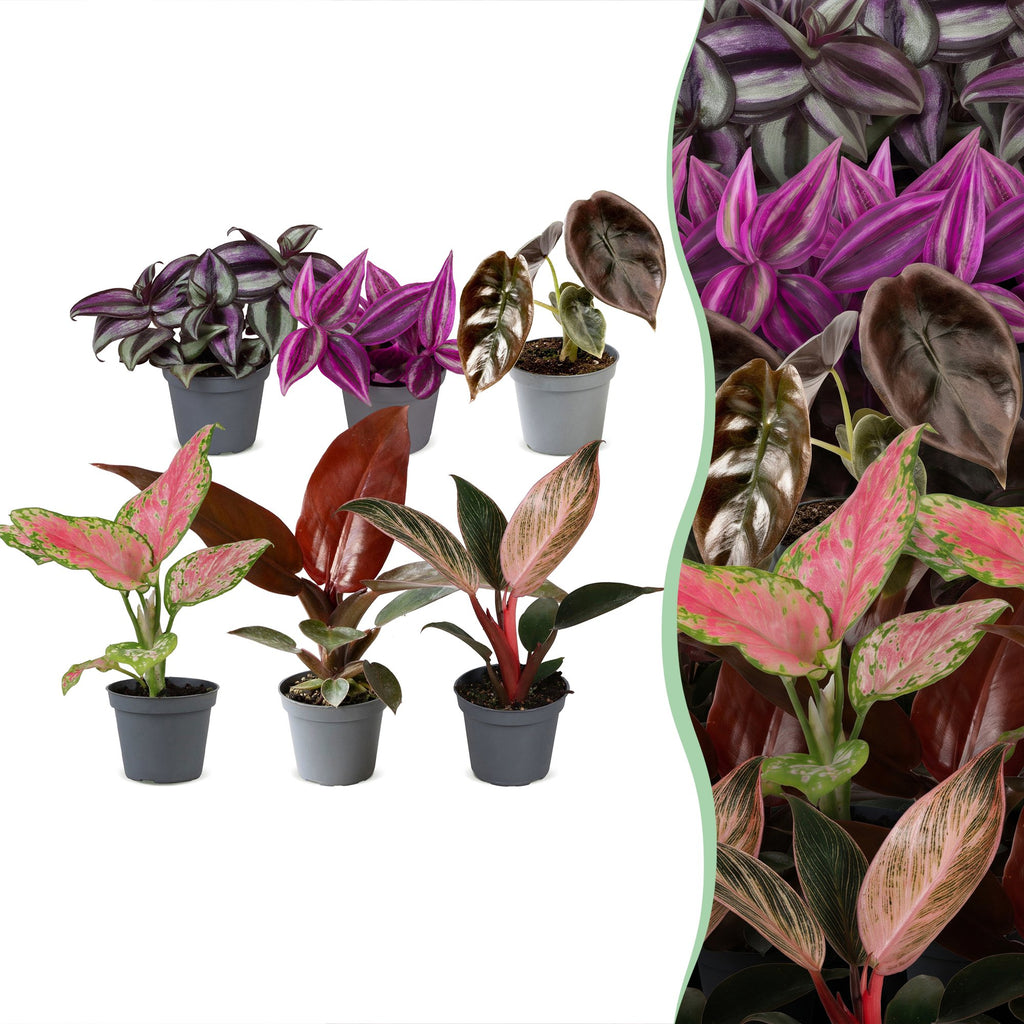 6x Baby Paradise Mix - Various colours - Tropical - Ø6cm - ↕10-15cm