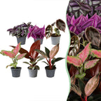 6x Baby Paradise Mix - Various colours - Tropical - Ø6cm - ↕10-15cm