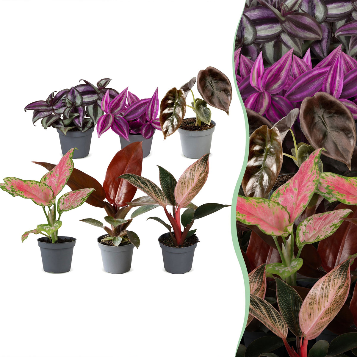 6x Baby Paradise Mix - Various colours - Tropical - Ø6cm - ↕10-15cm