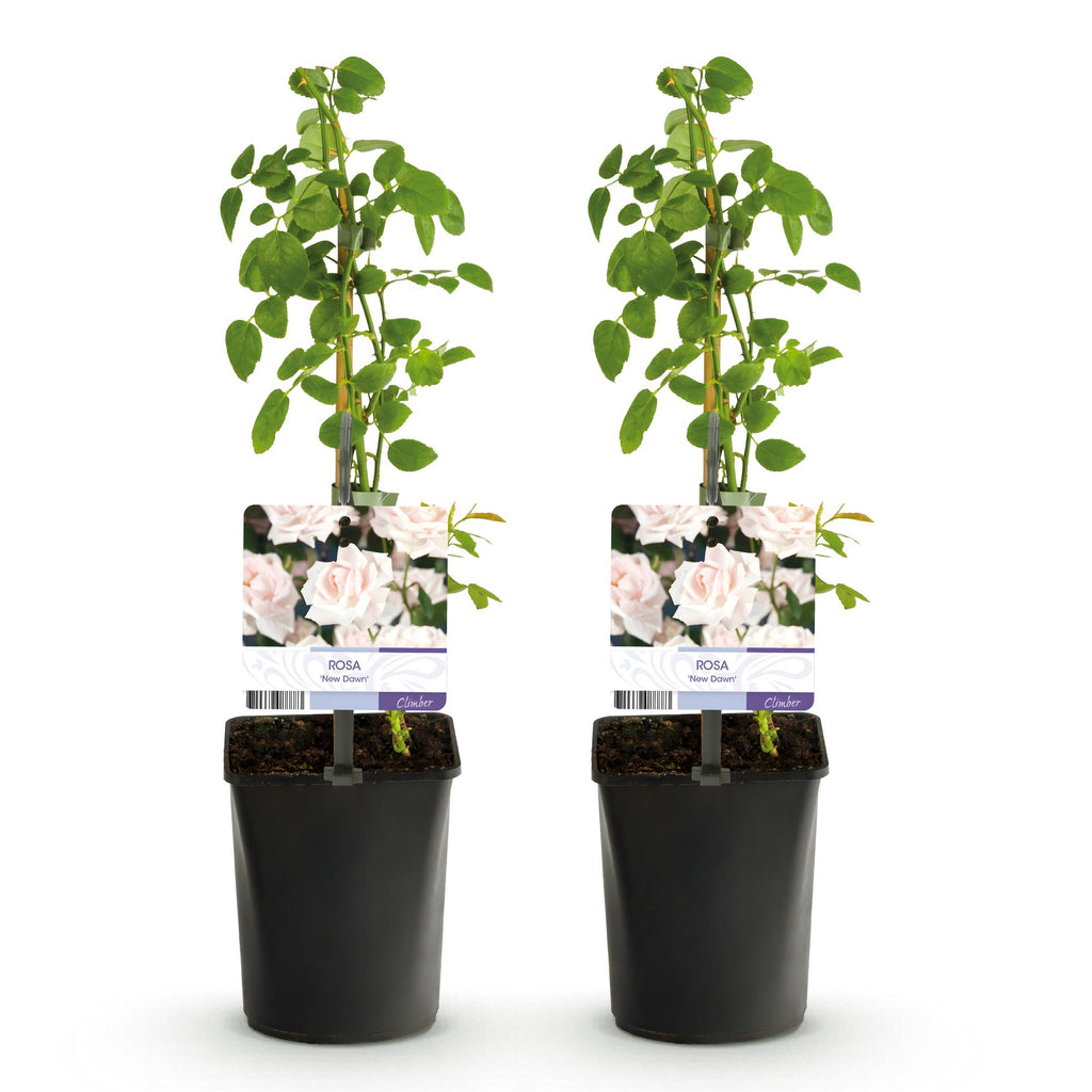Green boutiQ - Rosier grimpant - Rosa New Dawn - Fleur rose clair - Peu d'entretien - 2 plantes - Pot 11 cm Hauteur 40 cm