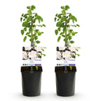 Green boutiQ - Rosier grimpant - Rosa New Dawn - Fleur rose clair - Peu d'entretien - 2 plantes - Pot 11 cm Hauteur 40 cm