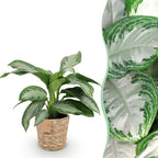 Green BoutiQ - Le vert, c'est... Plantes d'intérieur - Aglaonema Silver Bay - Feuillage argenté - Peu d'entretien - avec panier - Vert - 1 plante - Pot 17cm - Hauteur 70-75cm