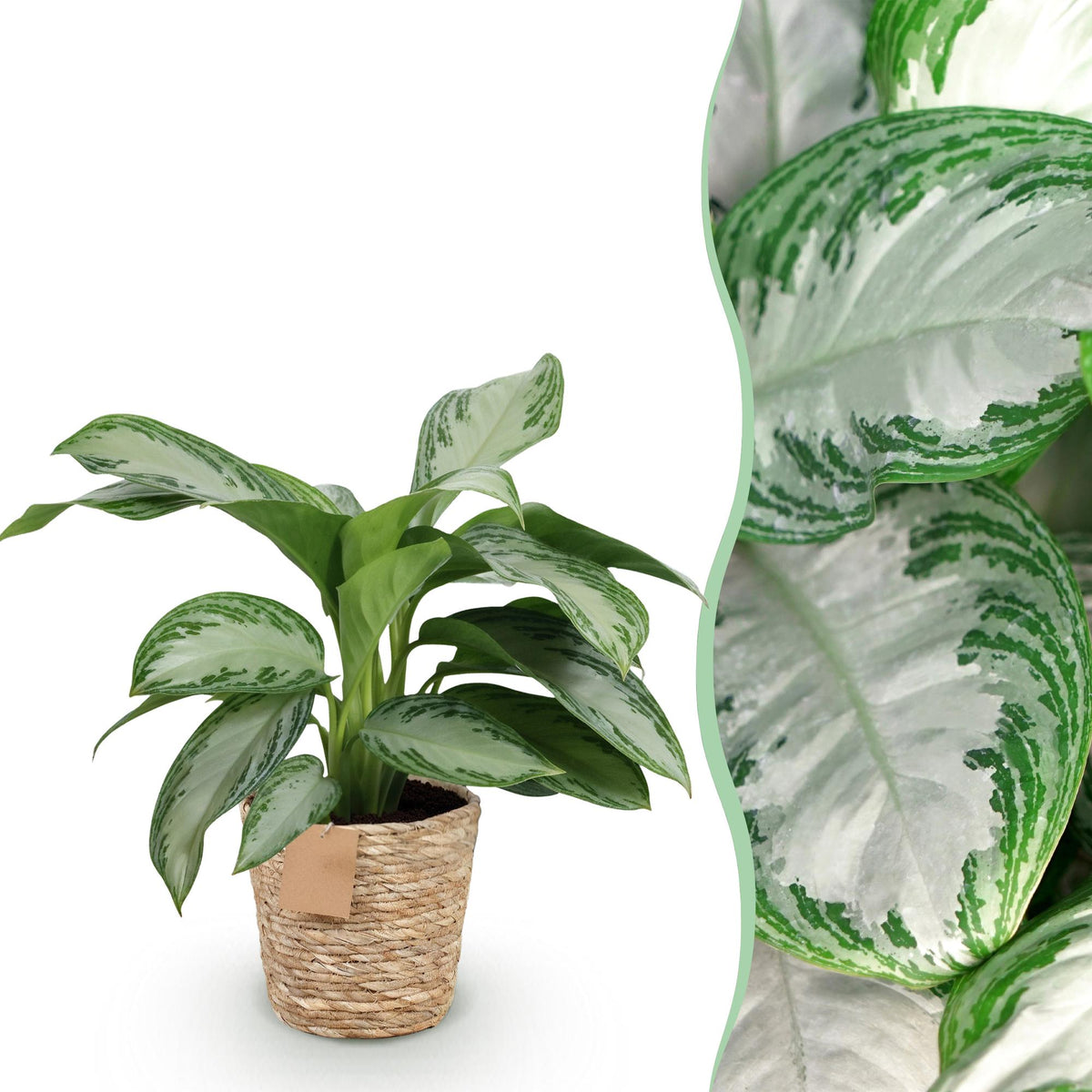Green BoutiQ - Le vert, c'est... Plantes d'intérieur - Aglaonema Silver Bay - Feuillage argenté - Peu d'entretien - avec panier - Vert - 1 plante - Pot 17cm - Hauteur 70-75cm