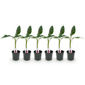 Green boutiQ - Plante fruitière - Bananier - Musa sikkimensis Red Tiger - Rustique - 6 plantes - Pot 17cm Hauteur 40cm