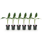 Green boutiQ - Plante fruitière - Bananier - Musa sikkimensis Red Tiger - Rustique - 6 plantes - Pot 17cm Hauteur 40cm