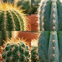 Mini Cactus Mix - 18 Stuks - Ø 8,1 cm - Hoogte: 5-10 cm - Terracotta Potten
