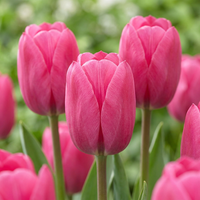 30x Tulipa Triumph Pink - Triomftulp - Roze - Voorjaarsbloeier - Bolmaat 11/12