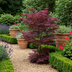 Green boutiQ - Plante de terrasse - Érable du Japon - Acer palmatum Bloodgood - Rouge - 1 plante - Caduc - Pot 19cm Hauteur 70cm