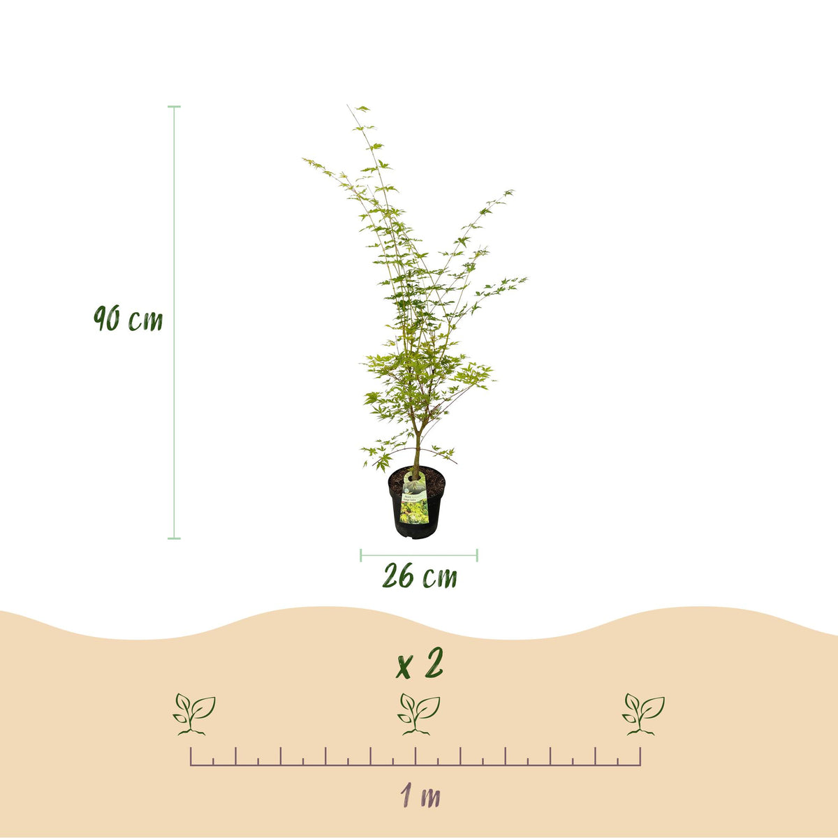 Green boutiQ - Plante de jardin - Acer palmatum Sangokaku - Érable du Japon - Caduc - Vert - 1 - Pot 26cm - Hauteur 90cm