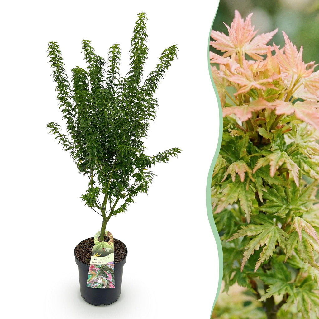Green boutiQ - Plante de jardin - Acer palmatum Koto Hime - Érable du Japon - Caduc - Vert - 1 - Pot 26 cm - Hauteur 90 cm