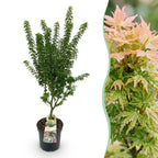 Green boutiQ - Plante de jardin - Acer palmatum Koto Hime - Érable du Japon - Caduc - Vert - 1 - Pot 26 cm - Hauteur 90 cm