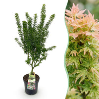 Green boutiQ - Tuinplant - Acer palmatum Koto Hime - Japanse Esdoorn - Bladverliezend - Groen - 1 - Pot 26cm - Hoogte 90cm