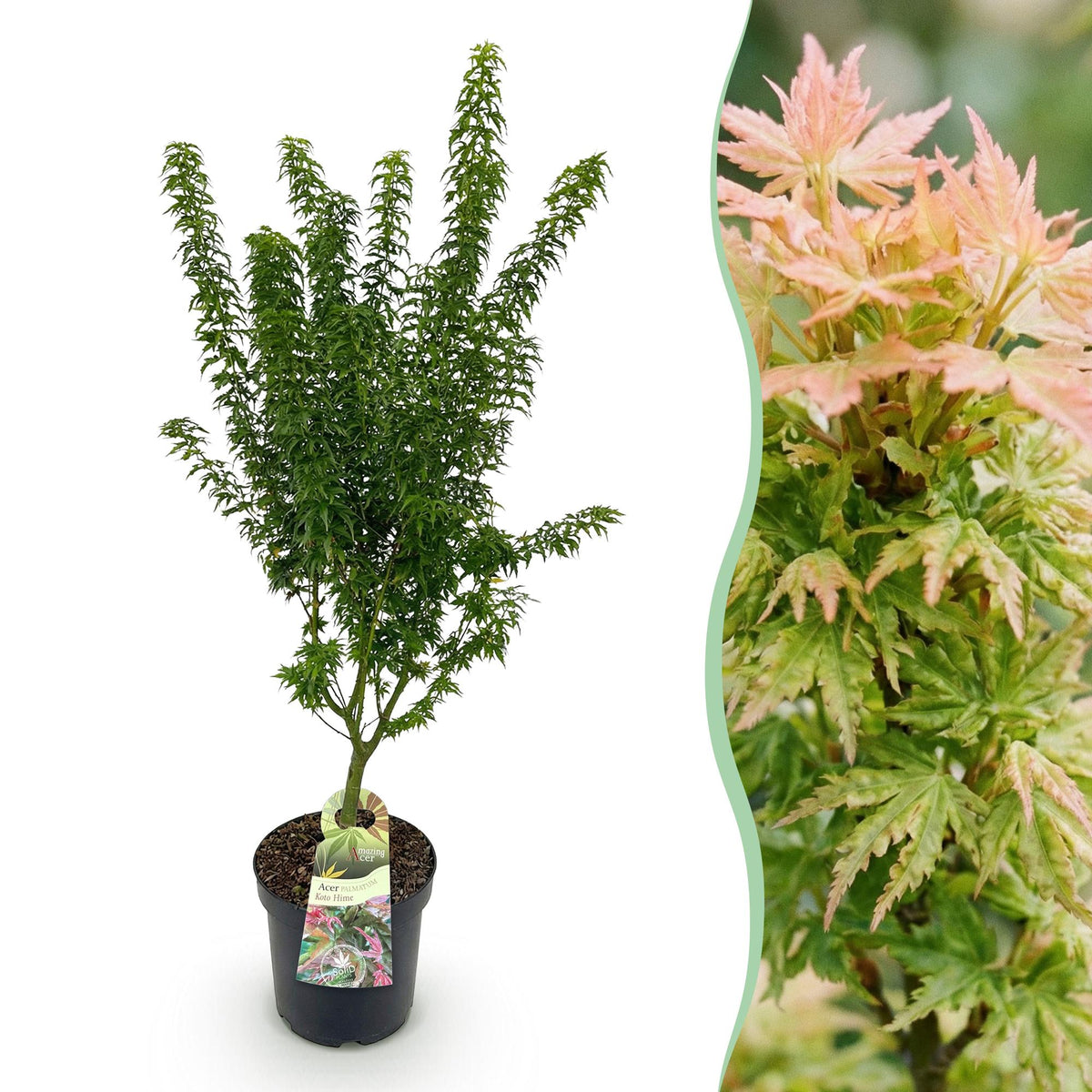 Green boutiQ - Plante de jardin - Acer palmatum Koto Hime - Érable du Japon - Caduc - Vert - 1 - Pot 26 cm - Hauteur 90 cm