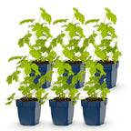 Green boutiQ - Stauden - Delphinium (P) Galahad - Rittersporn - Bienen- und Schmetterlingsmagnet - Weiß - 6 Pflanzen - Topf 11cm - Höhe 15-25cm