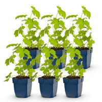 Green boutiQ - Vasteplant - Delphinium (P) Galahad - Ridderspoor - Bijen en Vlinderlokkers - Wit - 6 Planten - Pot 11cm - Hoogte 15-25cm