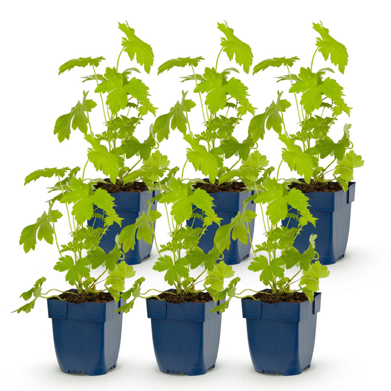 Green boutiQ - Vasteplant - Delphinium (P) Galahad - Ridderspoor - Bijen en Vlinderlokkers - Wit - 6 Planten - Pot 11cm - Hoogte 15-25cm